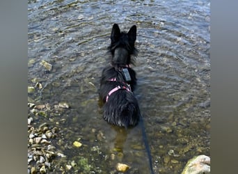 Fröhliche Terrier-Mix-Hündin Finja sucht liebevolles Zuhause