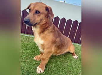 Sanfter Schmuser Wally sucht sein Zuhause