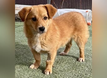 Junghund Milo sucht seine Menschen