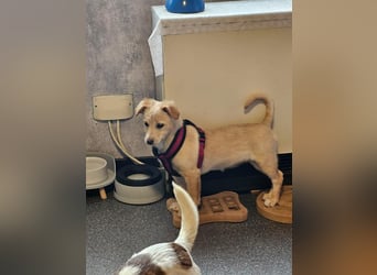 Supersüße kleine Bella sucht ihr Für-immer-Zuhause