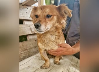 Kleine Leni sucht ein liebevolles Zuhause