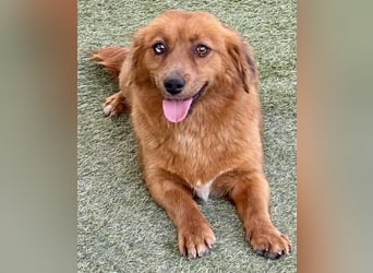 Katzenverträgliche , kleine Zoe