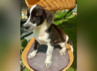 Nika, kleines Glück auf vier Pfötchen