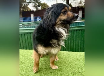 Zuckersüßes Mini Männlein Bailey