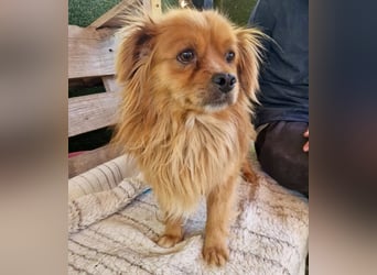 Bailey – kleiner Sonnenschein sucht sein Glück
