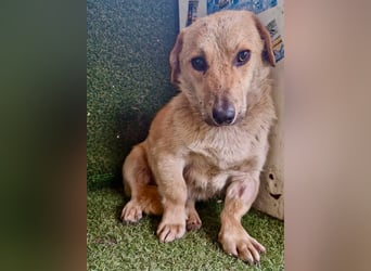 Chaplin – kleiner Hundemann sucht sein großes Glück