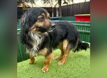 Zuckersüßes Mini Männlein Bailey