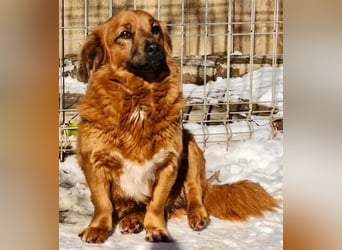 Mini Mäuschen Pusica