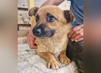 Kleiner Thor sucht sein großes Glück