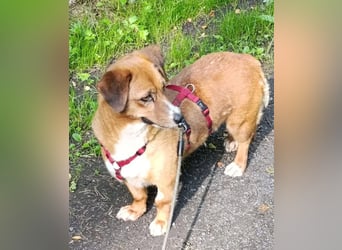 Kuschelmaus Tapsy sucht ihr Glück