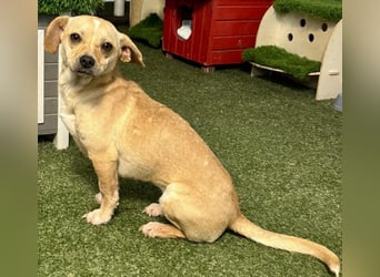 Kleines Hundemädchen Anila