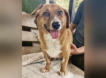 Tapsy, kleines Herz sucht Geborgenheit