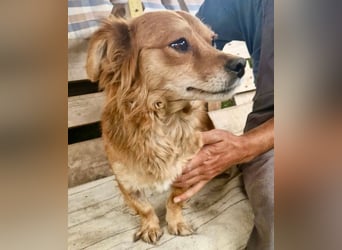 Kleine Leni sucht ein liebevolles Zuhause