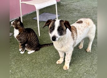 Katzenverträglicher Sonnenschein Mailo
