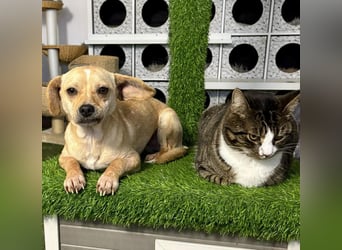 Kleines Hundemädchen Anila