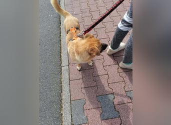 Zaubermaus AVA sucht ihr Zuhause