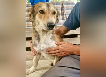Leroy, ein sanfter kleiner Schatz sucht sein großes Glück.