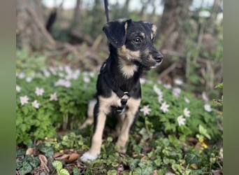 Kurti - Welpe sucht liebevolles Zuhause