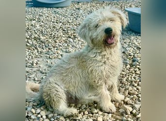 Cooper, plötzlich ist sein Zuhause weg...