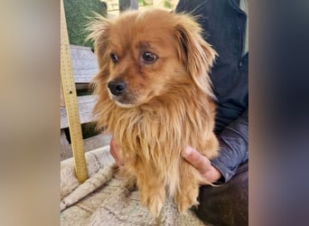 Bailey – kleiner Sonnenschein sucht sein Glück