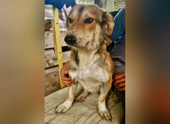 Leroy, ein sanfter kleiner Schatz sucht sein großes Glück.
