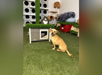 Kleines Hundemädchen Anila