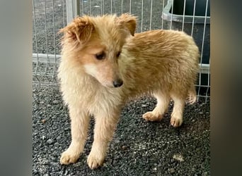 Lani – kleines Hundekind auf der Suche nach Geborgenheit