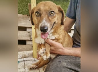 Tapsy, kleines Herz sucht Geborgenheit