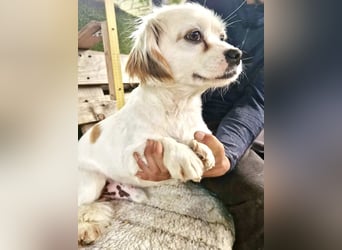Ulli– kleiner Herzensbrecher sucht sein Glück