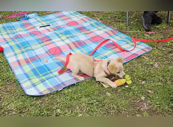 Supersüße kleine Bella sucht ihr Für-immer-Zuhause