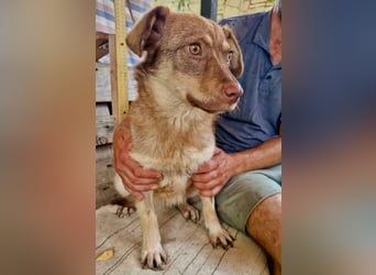 Sanfte Bambi sucht Menschen, die ihre Seele heilen