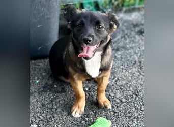 Lila – kleines Hundemädchen möchte endlich ankommen