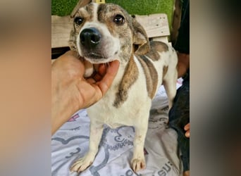Lara, kleine Maus sucht wieder Liebe