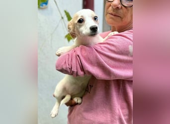 Susi – kleines Welpenmädchen sucht ihr Happy End