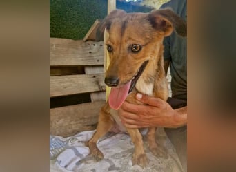 Souly, kleine Kämpferin sucht ihr Glück
