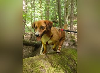 Kuschelmaus Tapsy sucht ihr Glück