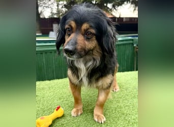 Zuckersüßes Mini Männlein Bailey