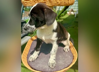 Nika, kleines Glück auf vier Pfötchen