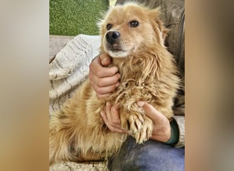 Socke – fröhlicher kleiner Grinsebär sucht sein Glück