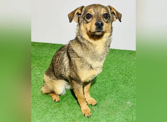 Zartes Hundemädchen Netty