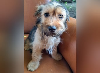 Zuckersüßes Welpenmädchen Elsie - geboren, um zu leben.