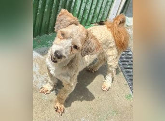 Carino – kleiner Herzenshund sucht seine Menschen