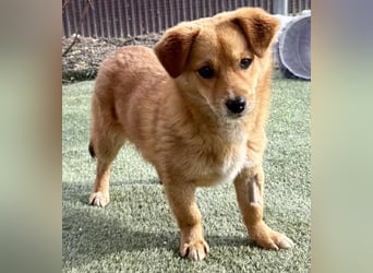 Junghund Milo sucht seine Menschen