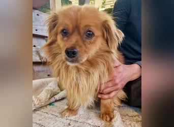 Bailey – kleiner Sonnenschein sucht sein Glück