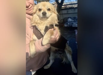 32cm Mini Männlein Janni