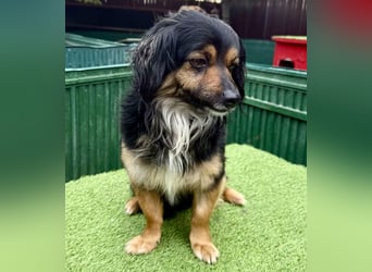 Zuckersüßes Mini Männlein Bailey