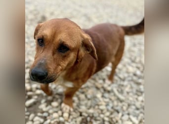Sanfter Schmuser Wally sucht sein Zuhause