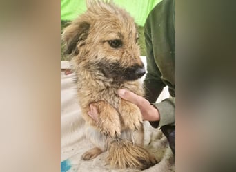 Sanfte kleine Alva sucht ihr Glück