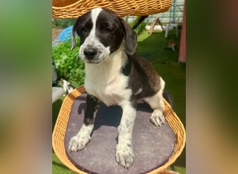 Nika, kleines Glück auf vier Pfötchen