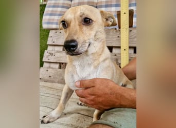 Kleiner Barry sucht ein großes Herz